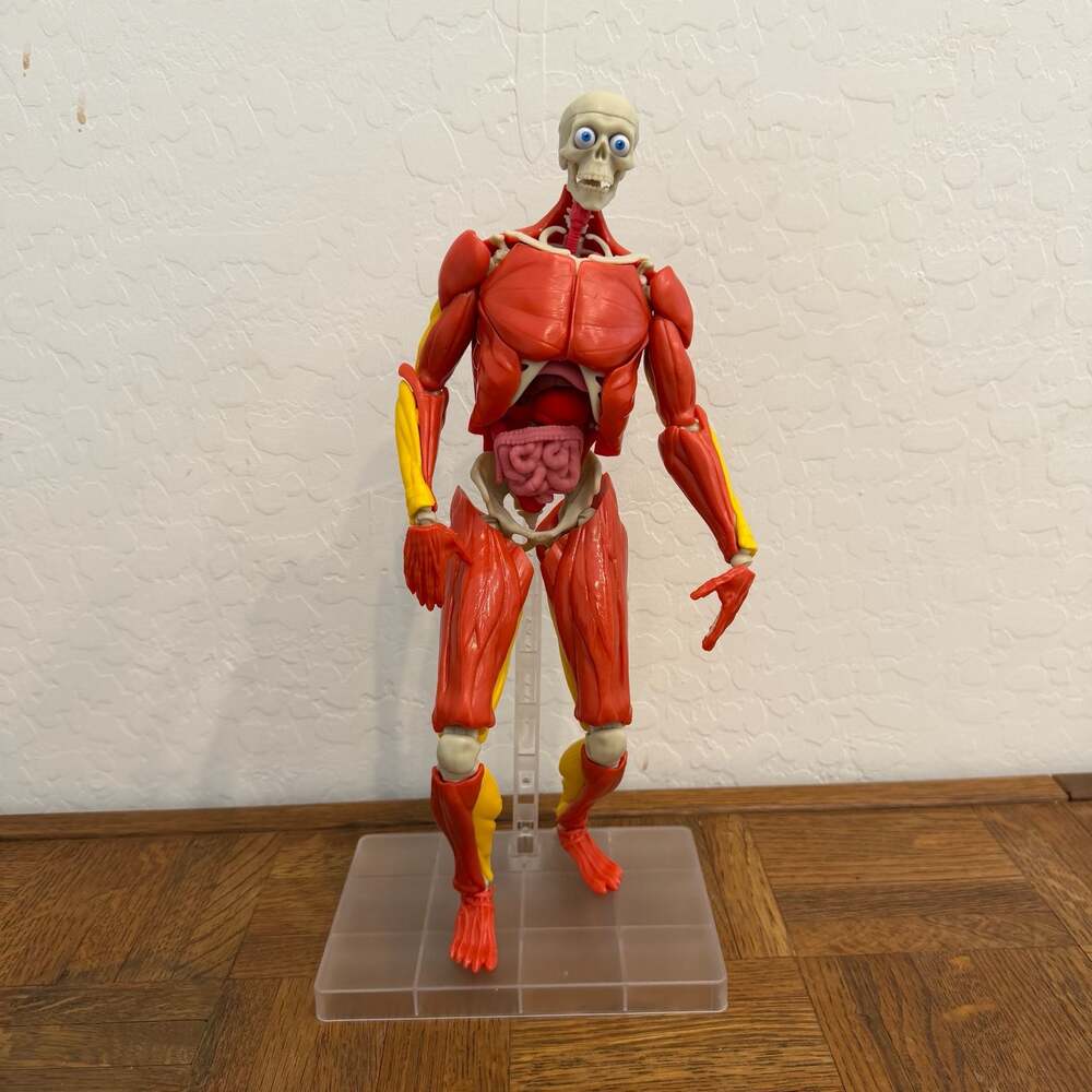 Be Amazing! Toys Interactive Human Body Anatomy Model Kit